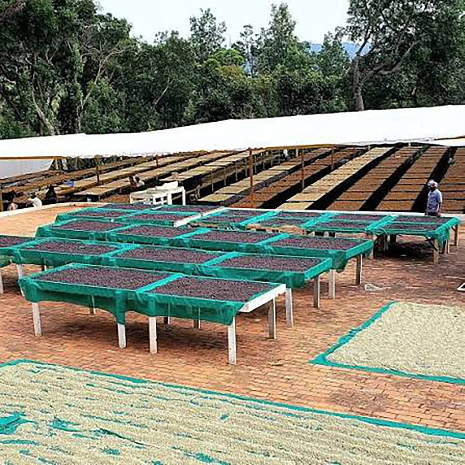 Coffee drying at origin