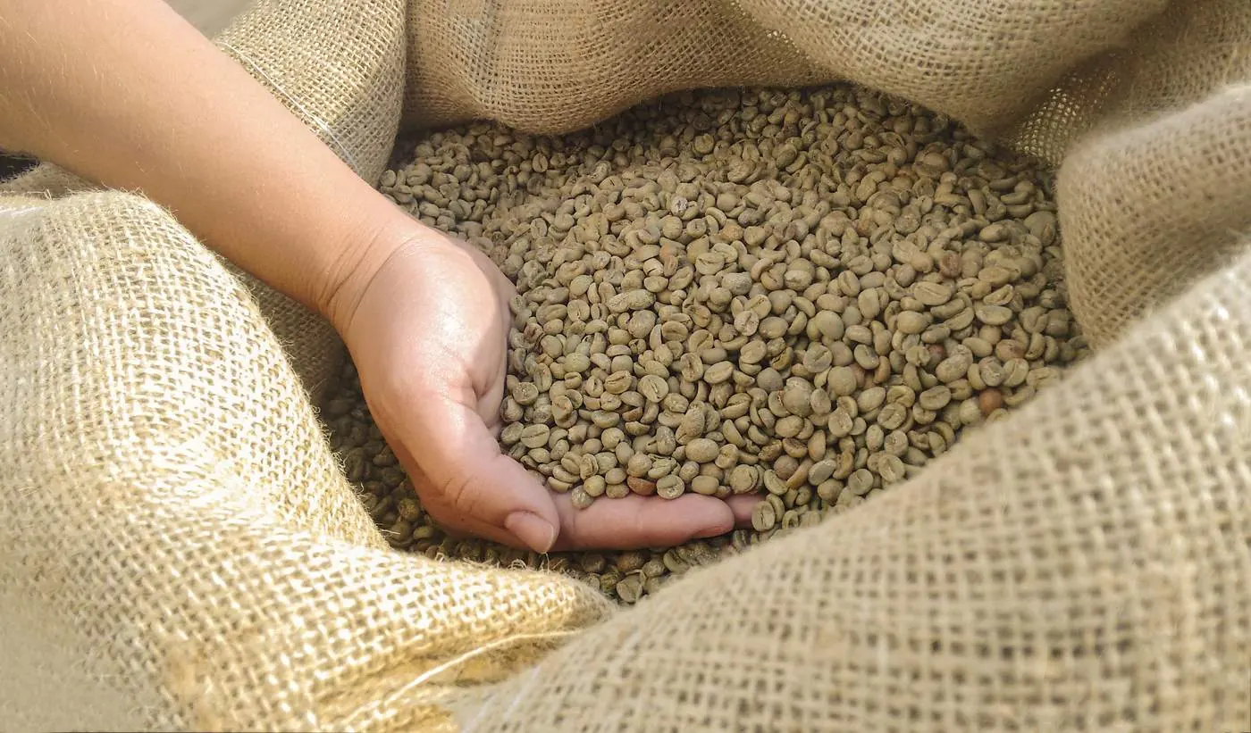 Hand running through green coffee beans in a jute sack